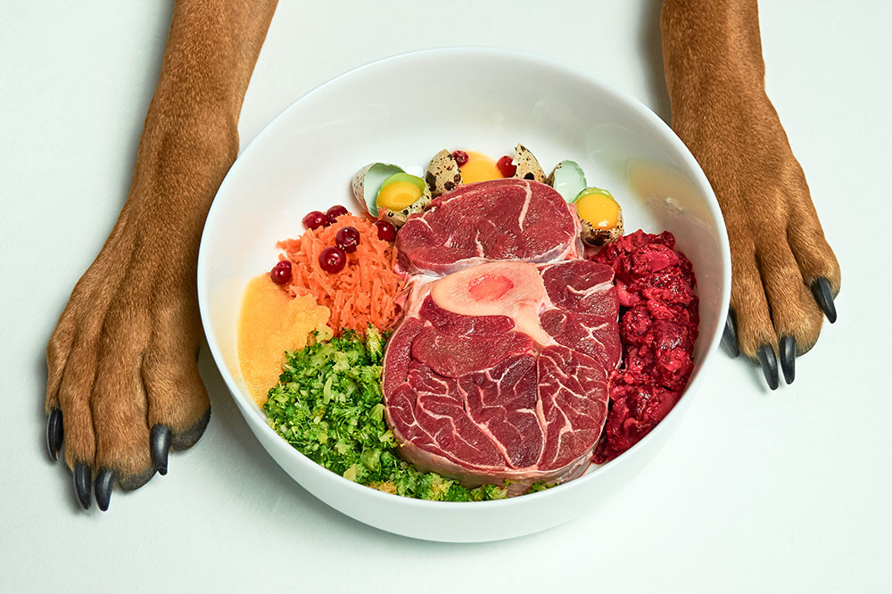 4 ways to select the ideal food for your dog