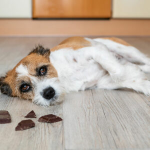 10 foods that are toxic for dogs