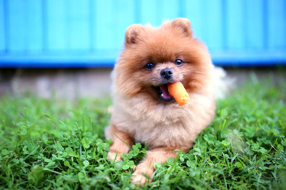 7 human foods that dogs can enjoy