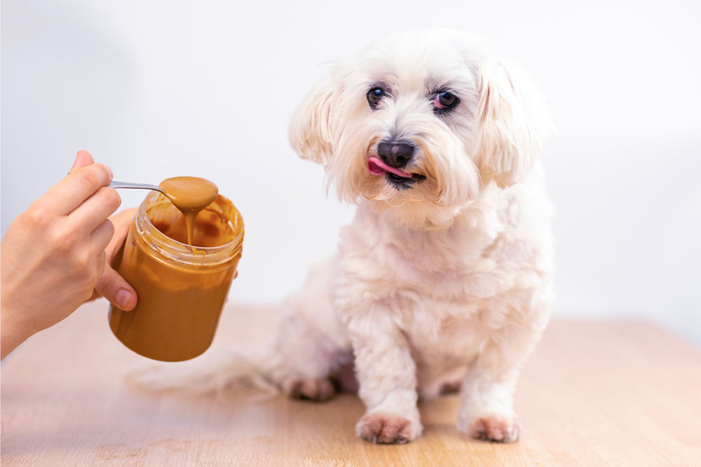 7 human foods that dogs can safely consume