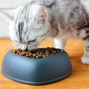 10 Cat Food Deals to Look Out for During Black Friday 2023