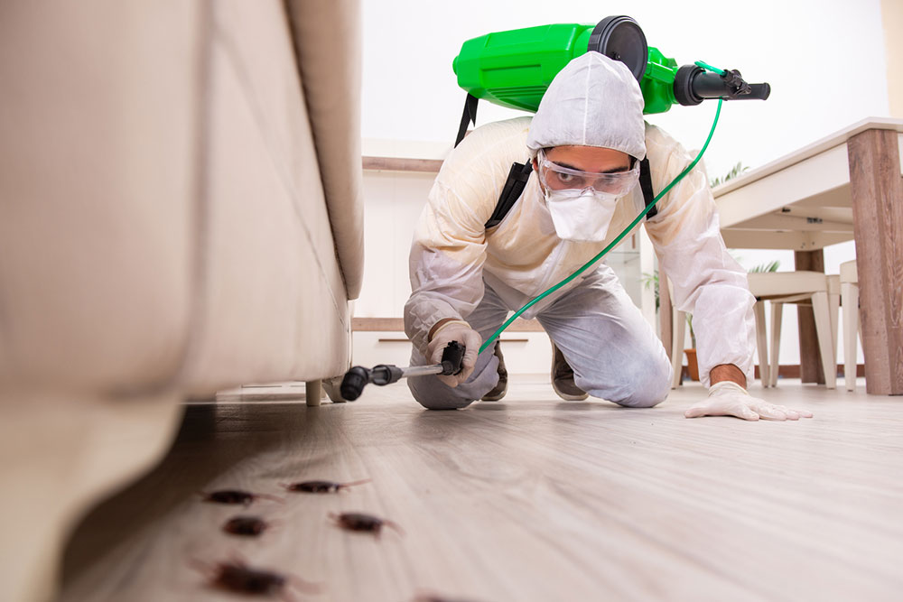 5 tips to find a reliable pest control service