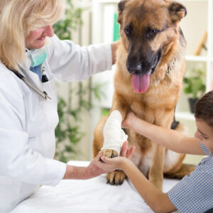 Common home remedies for relieving joint pain in dogs