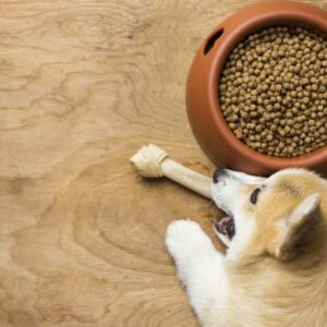 7 healthy human food options for dogs